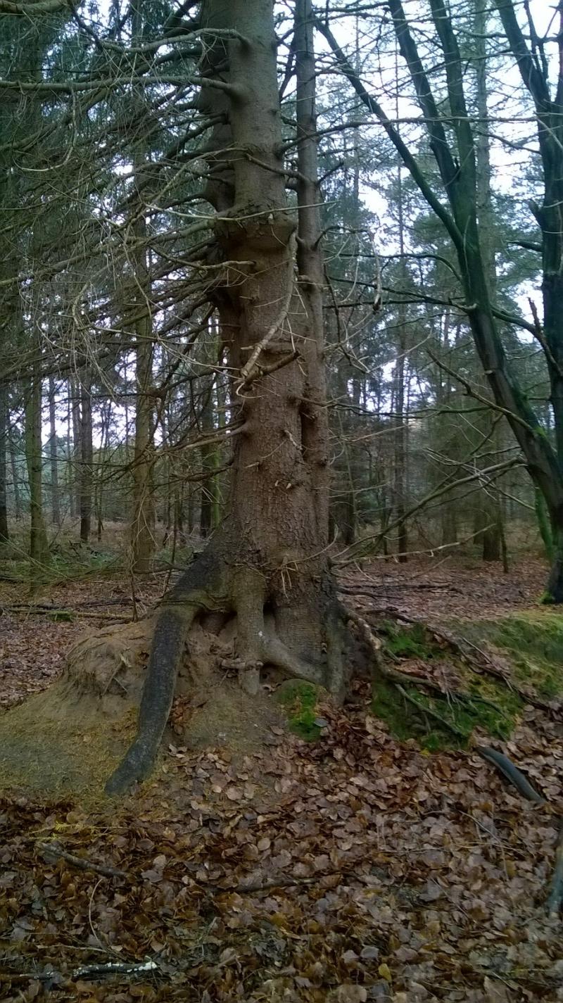 Grumpy Tree - Een boom met een verhaal (Foto: Rewimo)