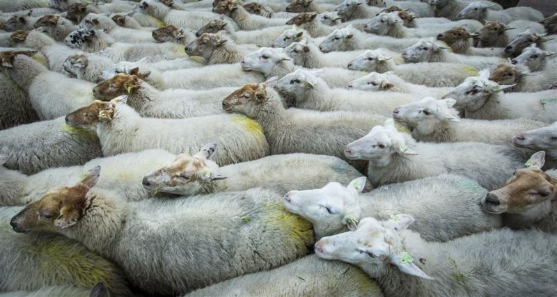 Schaapherder en schapen gered na hoogwater