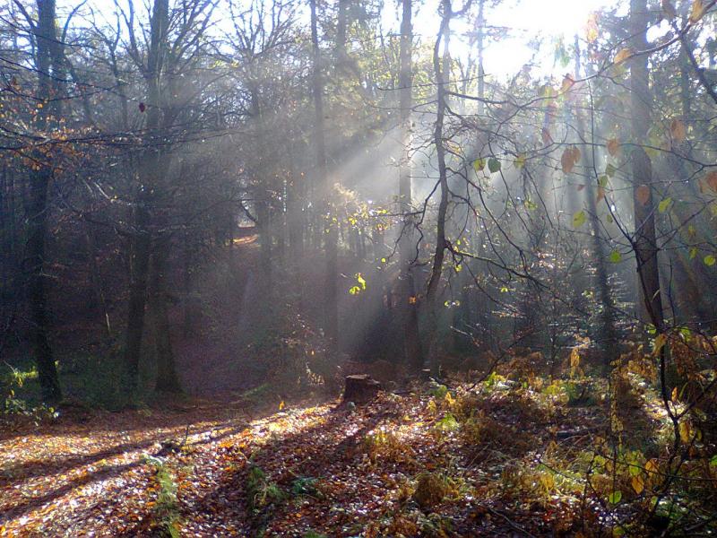 De herfst is begonnen!  (Foto: FOK!)