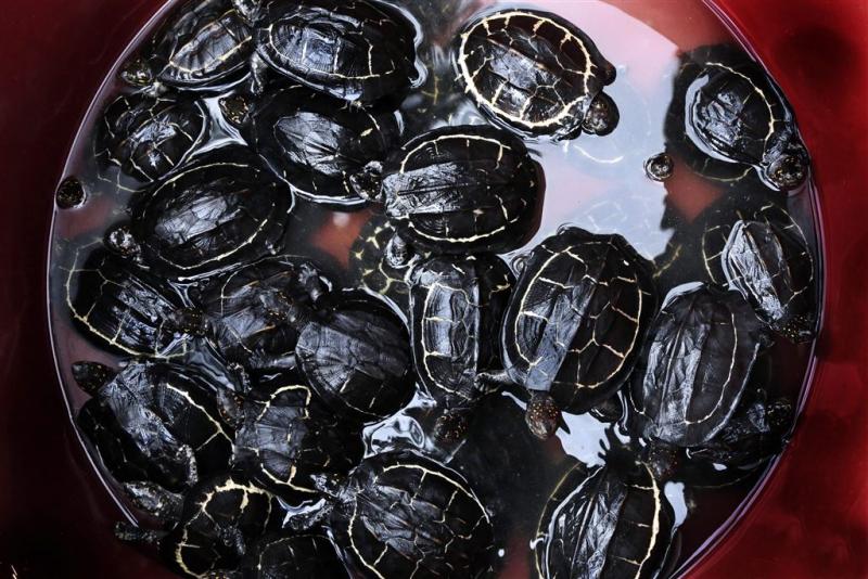 Canadees geeft smokkelen 1600 schildpadden toe
