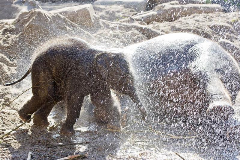 Vierjarige olifant Mumba in Artis overleden