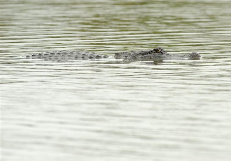 Alligator verschalkt dief