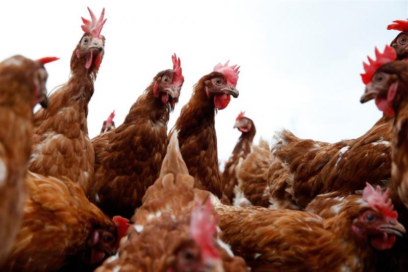 Vogelgriep bereikt in Frankrijk vierde regio