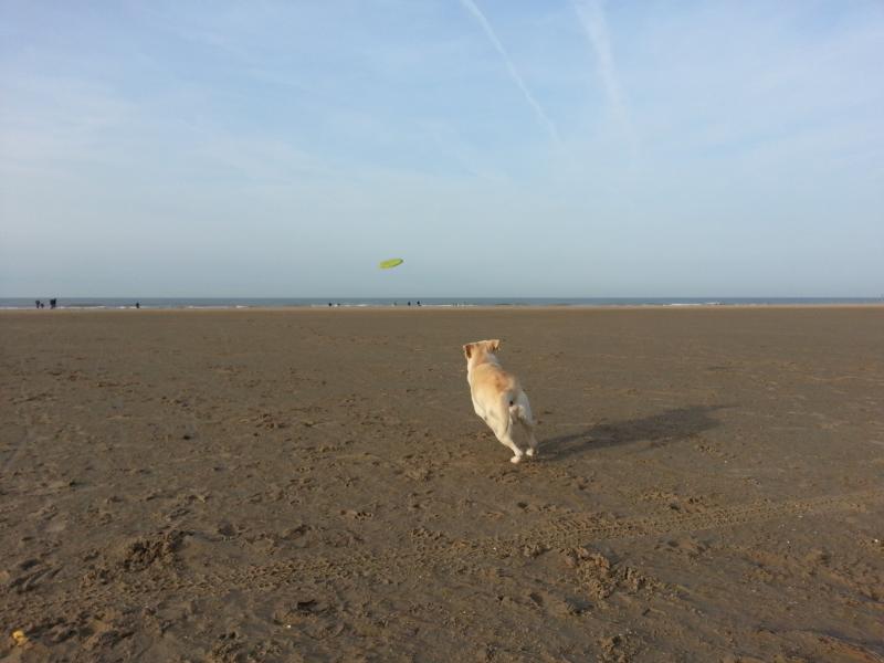 Boris op het strand  (Foto: Herm)
