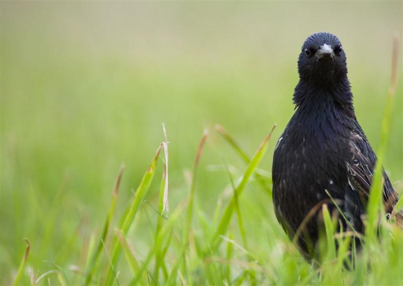 Vogelbescherming: help mee met vogels tellen