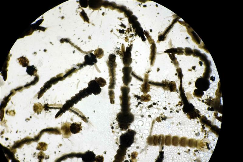 'Uitbraak zikavirus in VS onwaarschijnlijk'