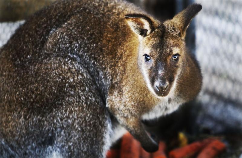 Import kangoeroevlees blijft ongemoeid