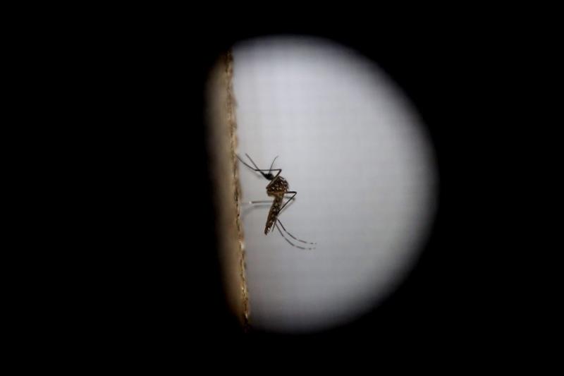 Brazilië stelt zika door bloedtransfusie vast