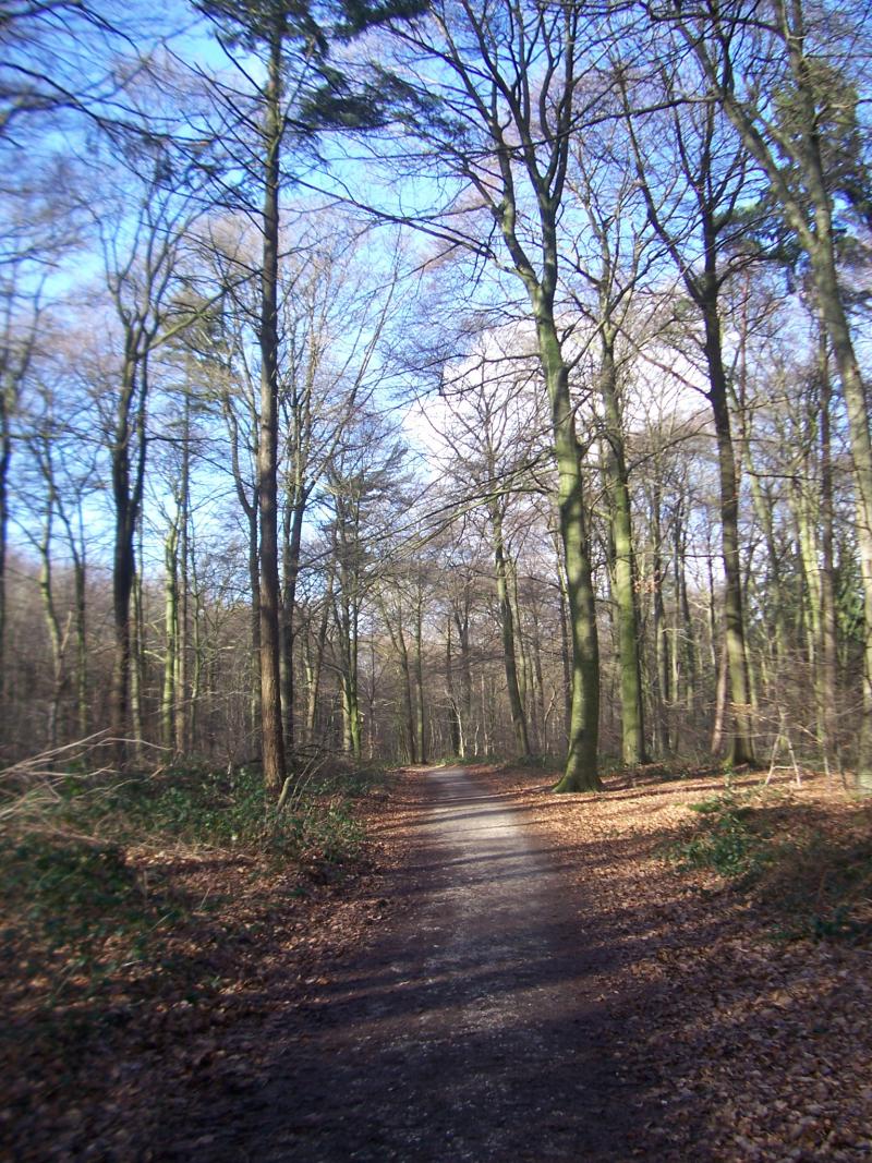 Zon in het Reichswald (Foto: qltel)