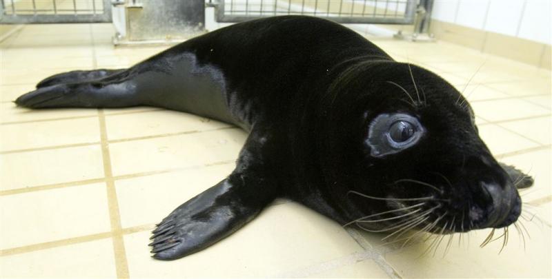 Zeldzame zwarte zeehond in opvang Pieterburen