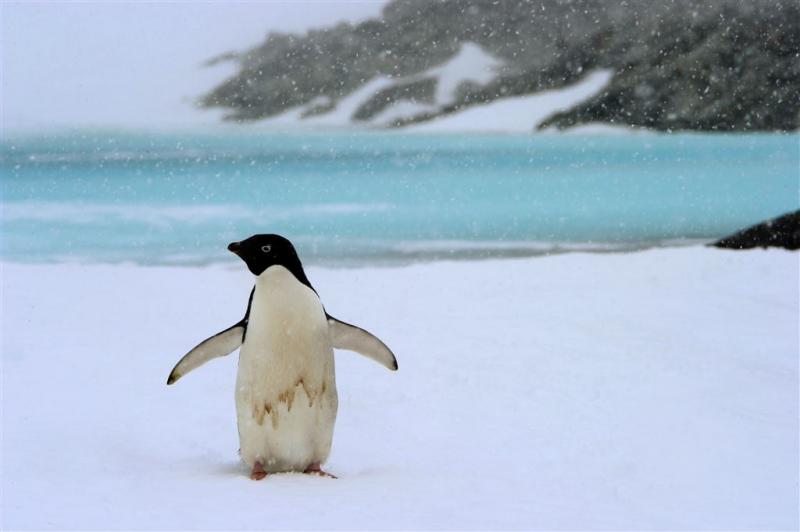IJsberg bedreigt pinguïnkolonie op Antarctica