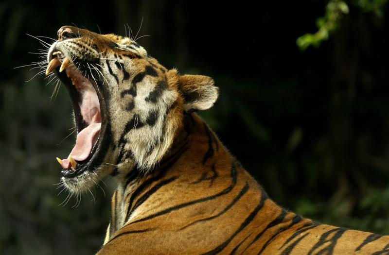Nederlandse toerist ontsnapt aan tijgeraanval