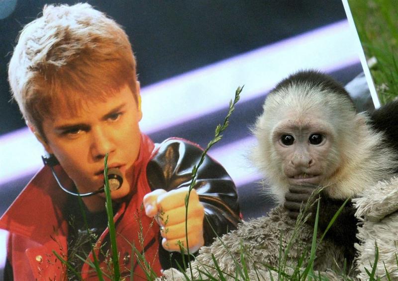 Justin Bieber wil nieuw aapje