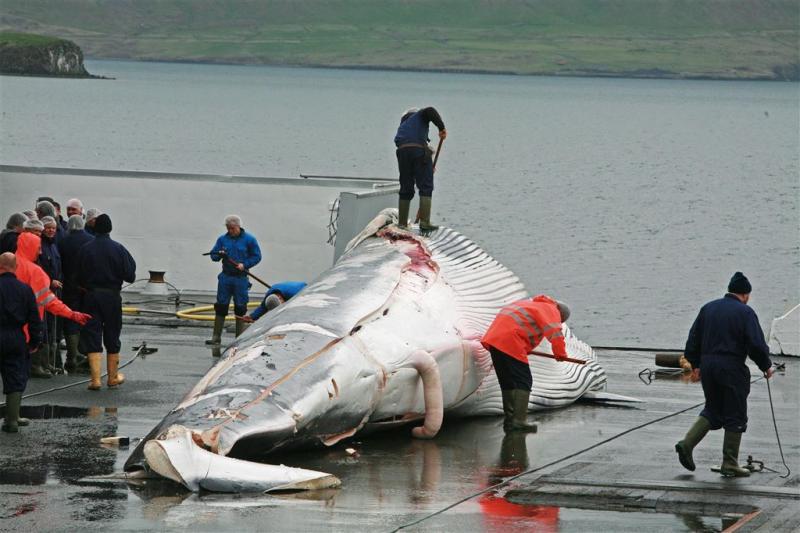 IJsland vangt dit jaar geen walvissen