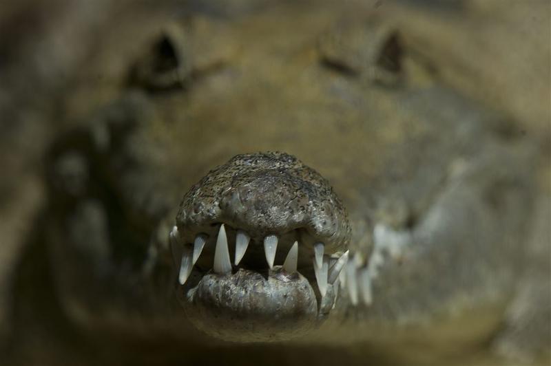 Geld drugshandelaren bewaakt door krokodillen