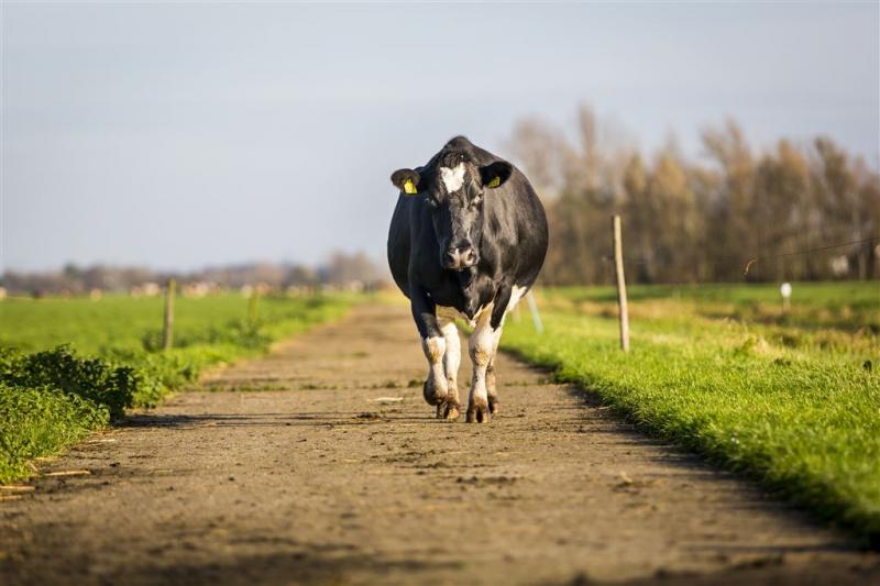 Nederland mag rundvlees leveren aan de VS