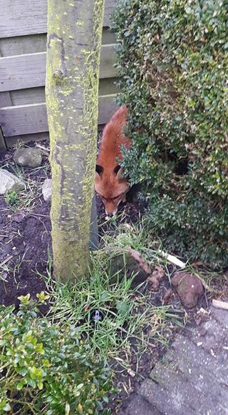 Ineens een vos in je achtertuin (Foto: Jan Boon)