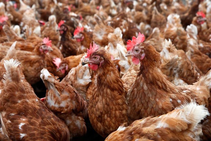 'Uitgelegde kippen als oud vuil behandeld' 