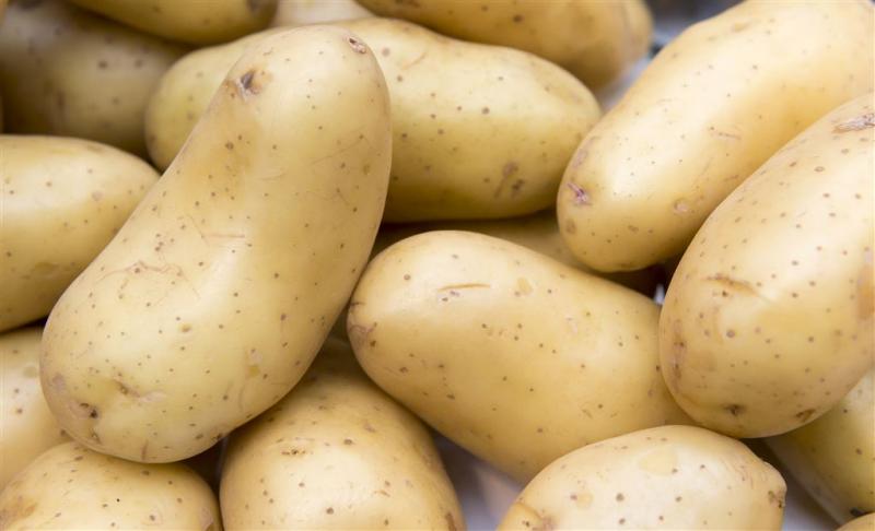 'Aardappel resistent tegen gevreesde ziekte'