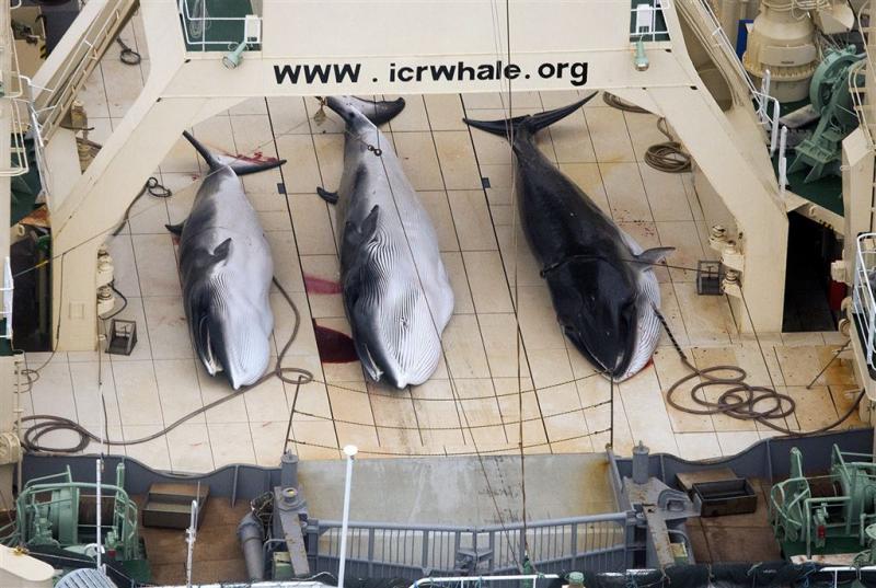 Japanners vangen honderden walvissen