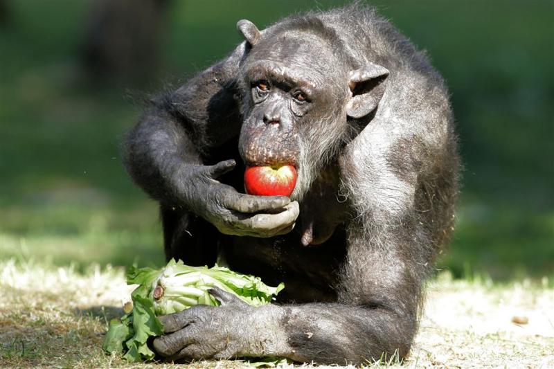 Oudste chimpansee (59) van Nederland dood