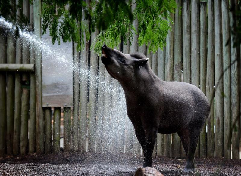 Jonge tapir overleden in Friese AquaZoo