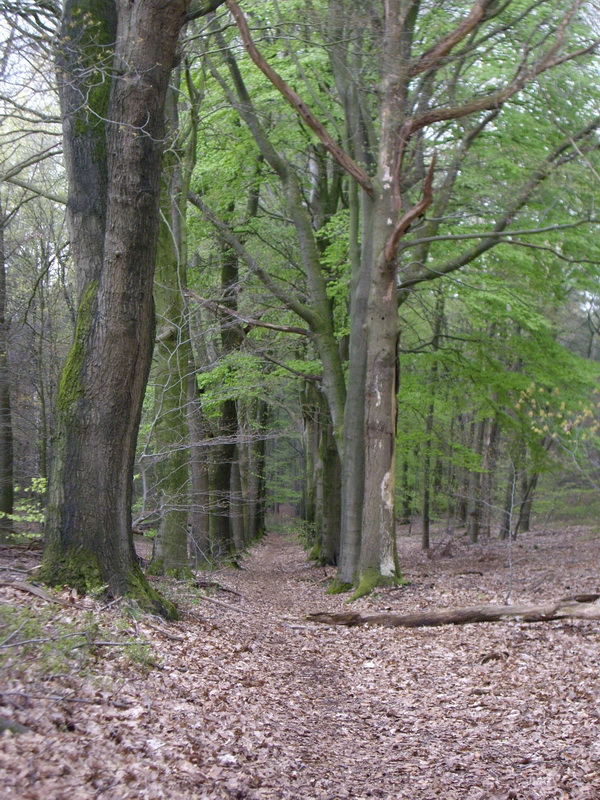 Laantje in het Reichswald bij Kleve in Duitsland (Foto: qltel)