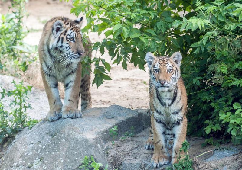 Nu al meer tijgers gestroopt dan in 2015