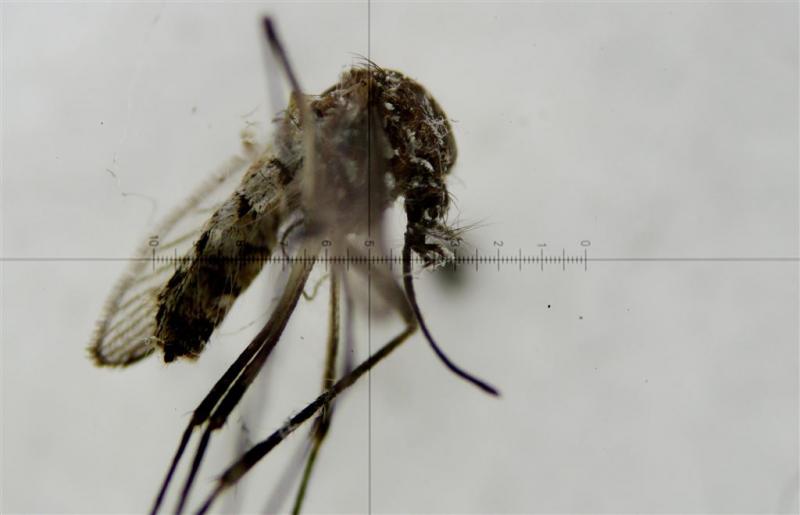 Eerste dode in VS door zikavirus