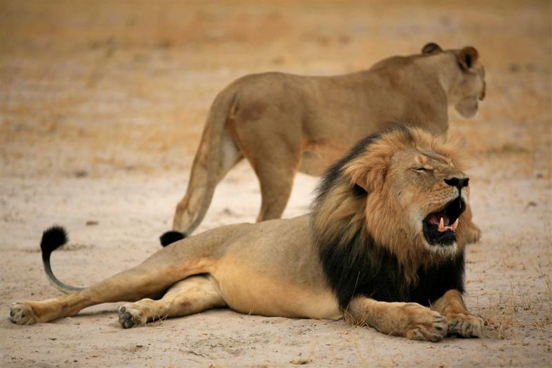 Vliegtuig vol leeuwen landt in Zuid-Afrika