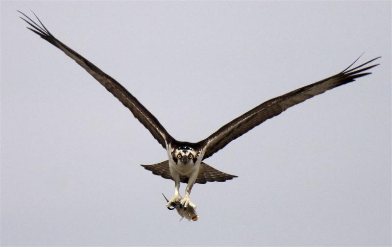 Primeur: visarend broedt in Nederland