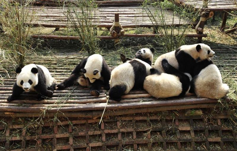 Chengdu begroet pandababy