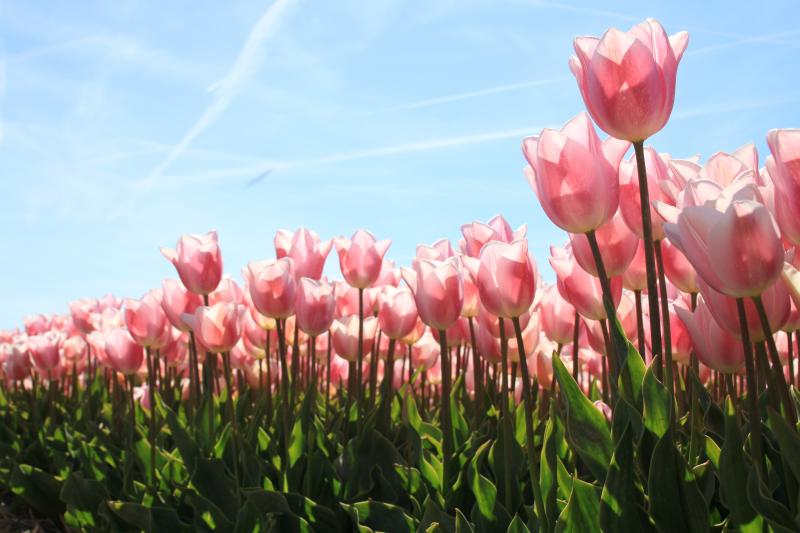 Heerhugowaardse tulpen (Foto: Spylacopa_68)