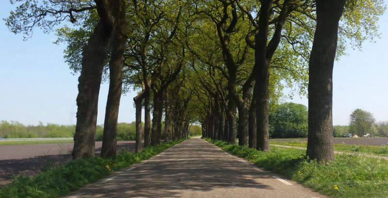 Weg met bomen in Nieuwediep (Foto: bondage)