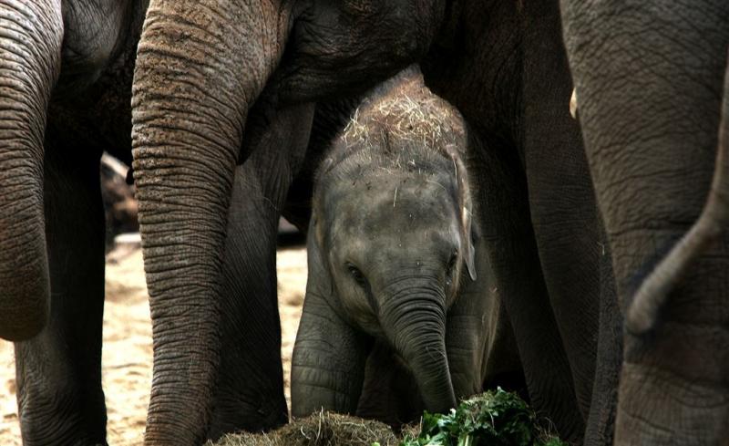 Artis verwacht olifantenbaby