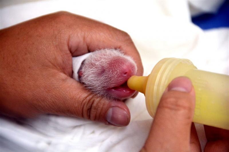 Chengdu rouwt om dood pandababy