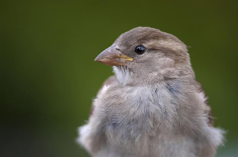 Vogels kijken in de vogelweek