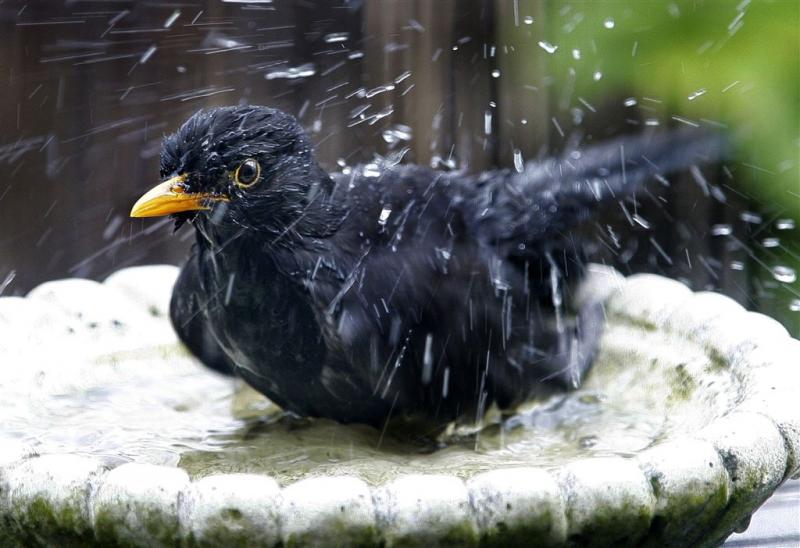 'Vogels massaal uit natuur geroofd'