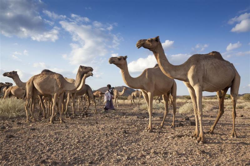 Extra gift Nederland voor droog Ethiopië