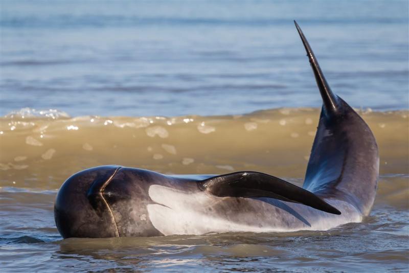 Tientallen walvissen overleden in Mexico
