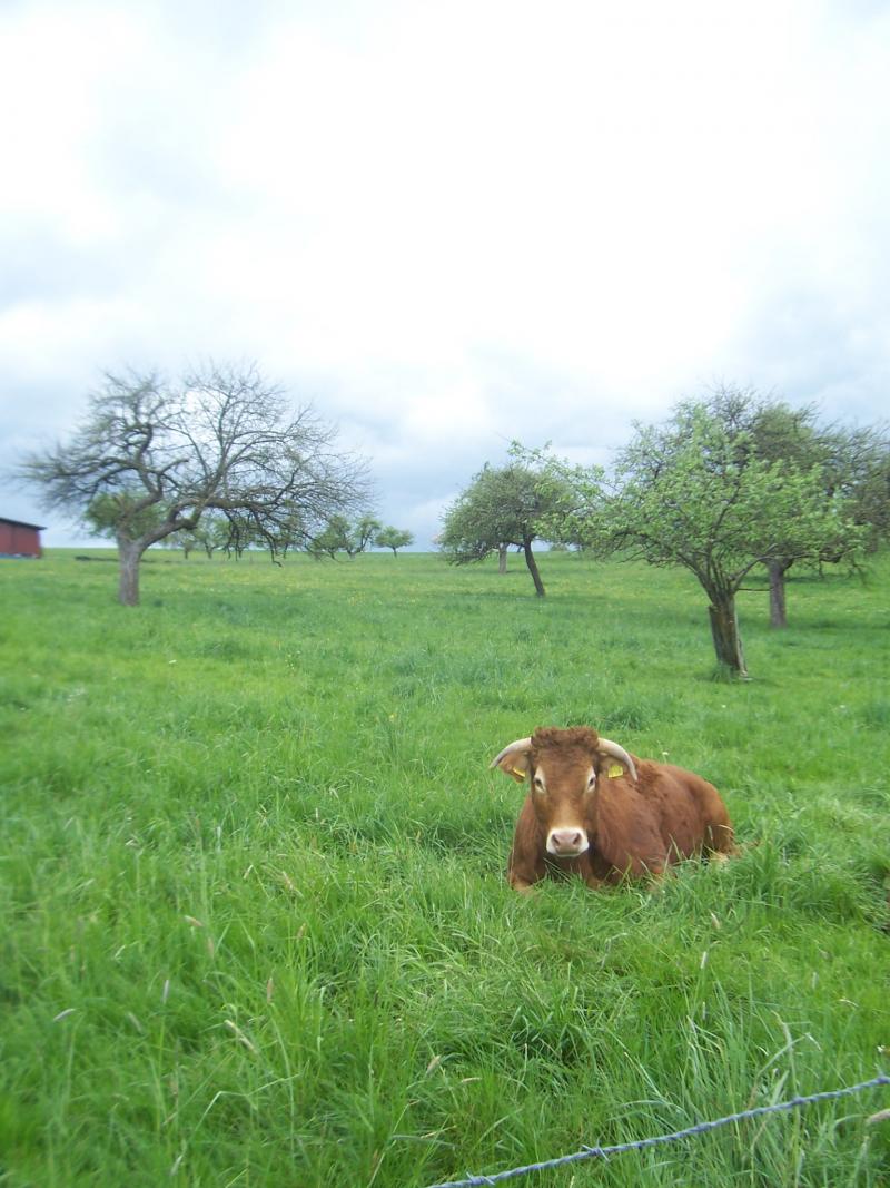 Wandeling in de omgeving van Morbach (Duitsland) (Foto: qltel)