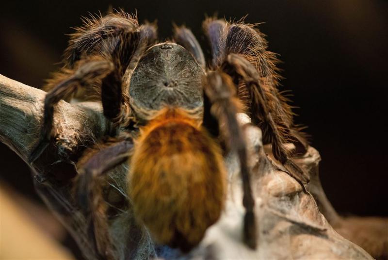 Tarantula's veroorzaken paniek in vliegtuig