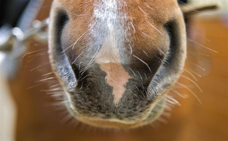 Paard rent kledingwinkel Mijdrecht binnen