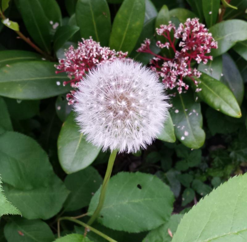 'blaasbloem' (Foto: Bondage)