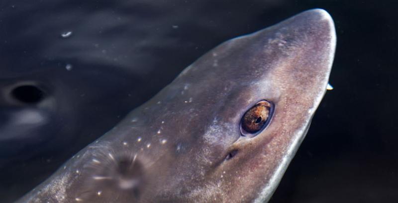 Gevlekte gladde haai gestrand bij Lauwersoog
