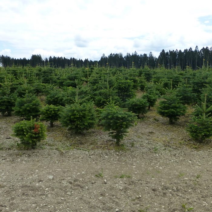 Kerstboom uitgezocht in het Sauerland (Foto: Rewimo)