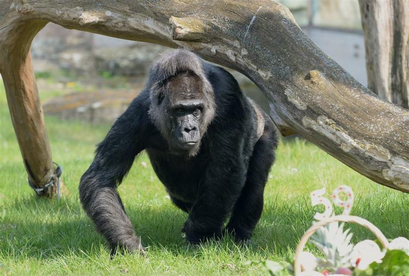 Gorilla gooit peuter rond in dierentuin