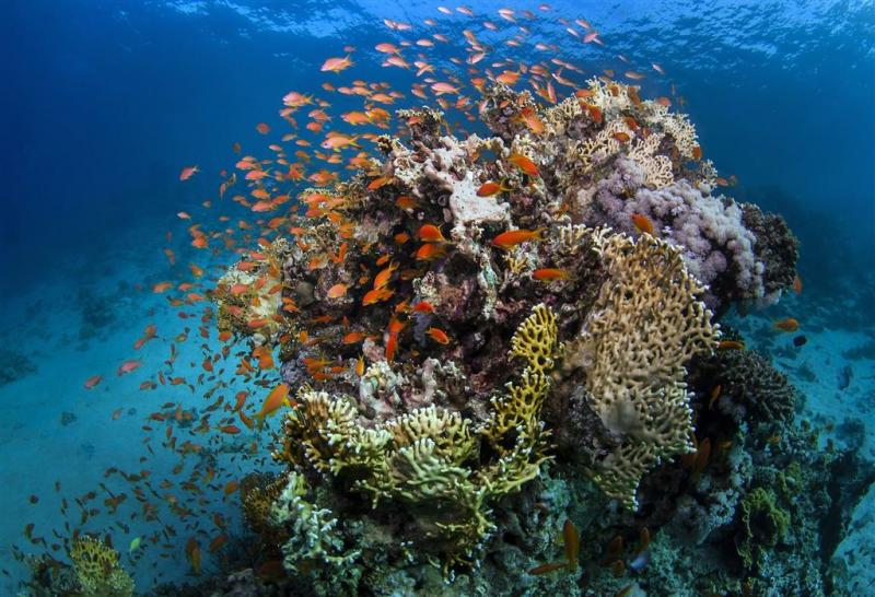 Een derde van koraal Australië dood