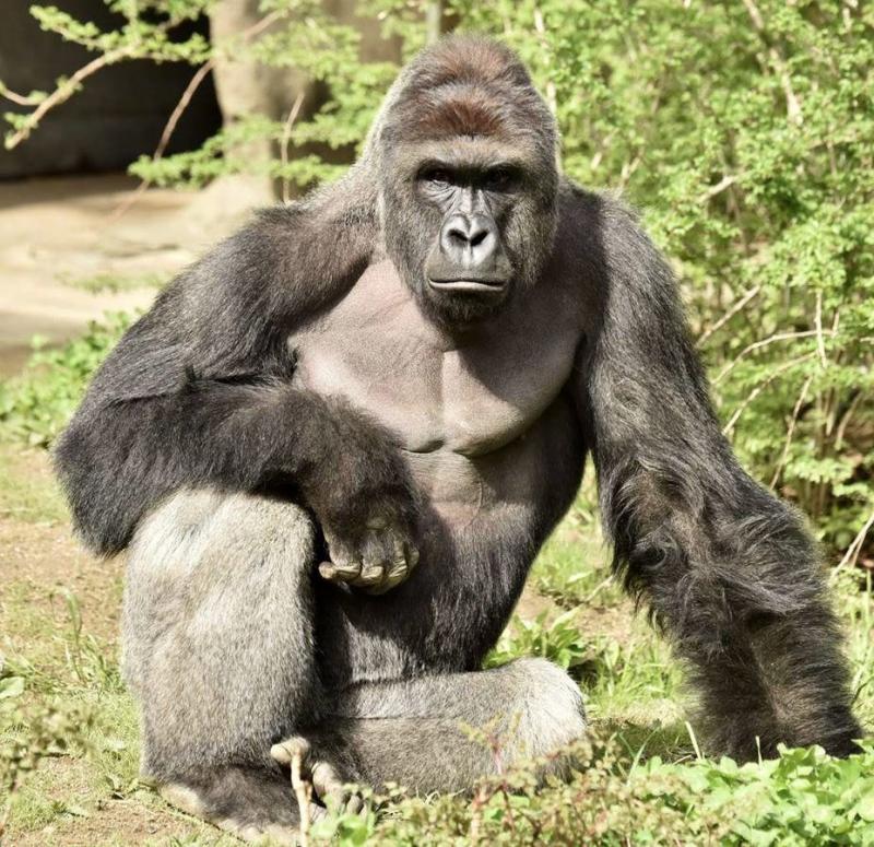 Golf van protest over doodschieten gorilla