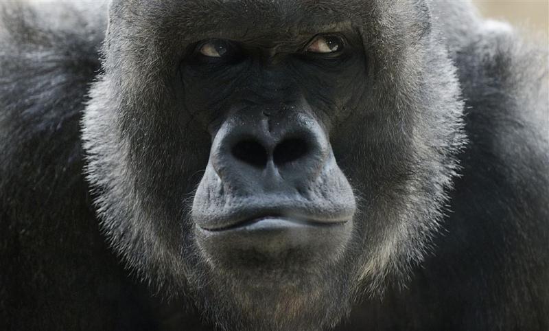 Ouders van peuter gorilla-incident onderzocht